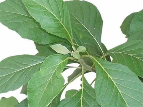 Muda de Batata